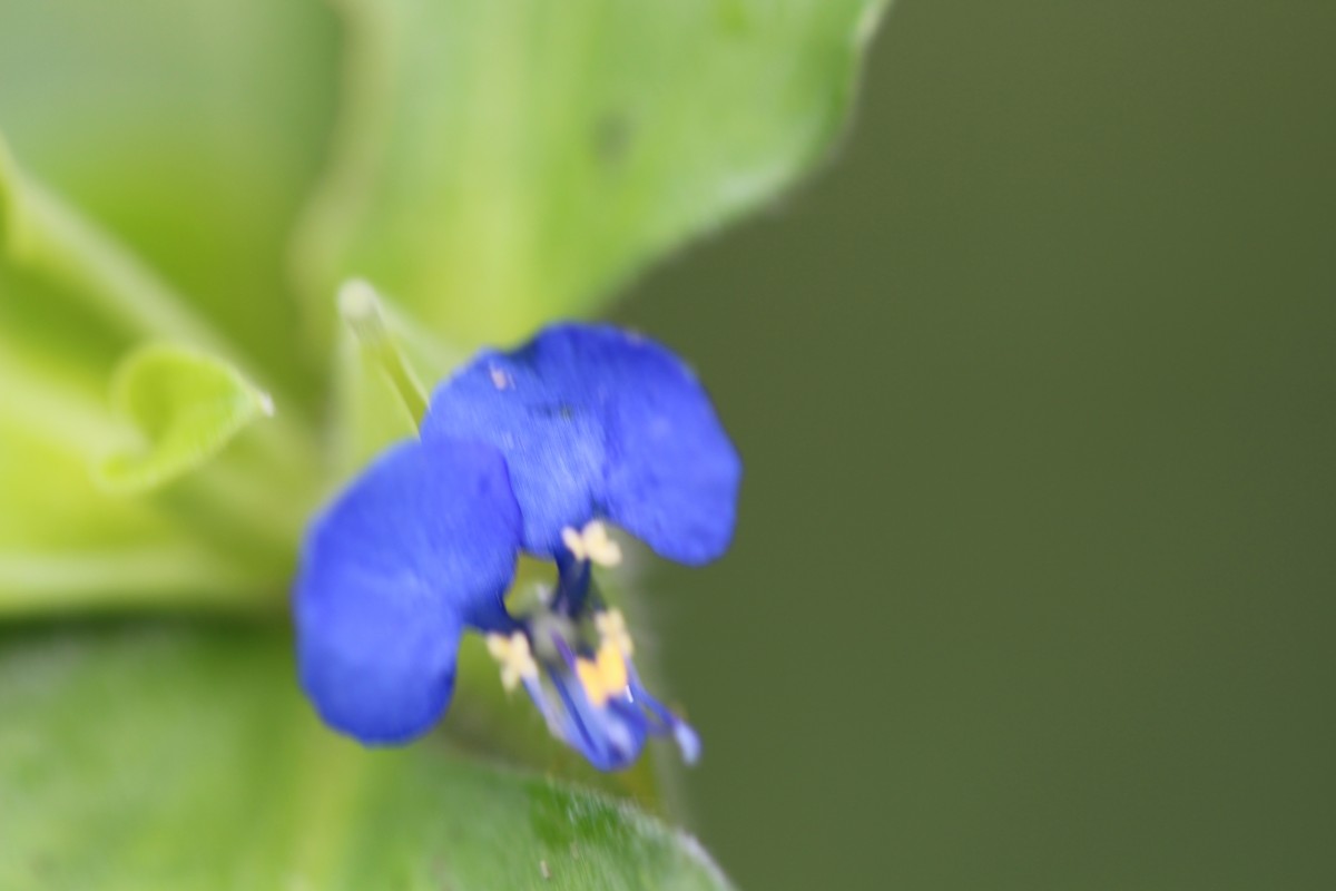 Commelina